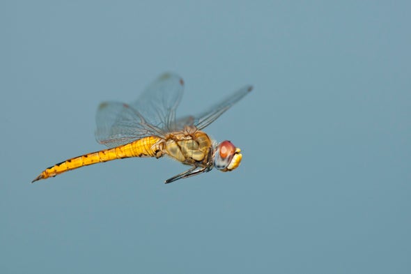 Libelula A Dragonfly
