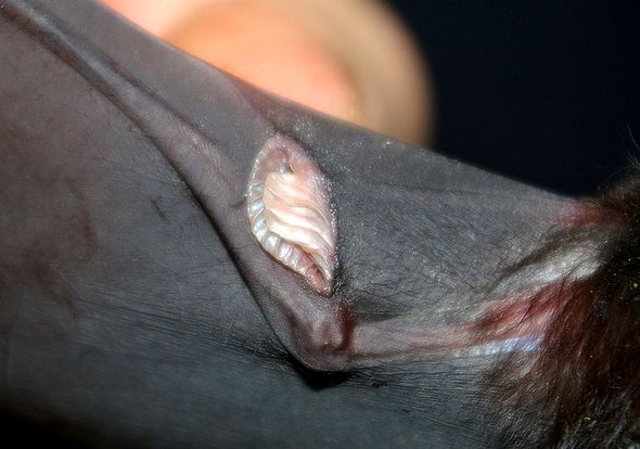 Estos murciélagos escogen su pareja con la nariz