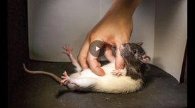 Espiando las carcajadas ultrasónicas de las ratas