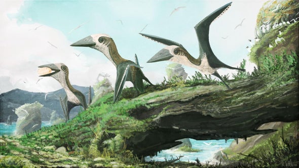 Pequeño pterosaurio reclama un lugar en el árbol genealógico de los reptiles