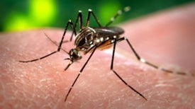 ¿Cómo se propaga el zika?