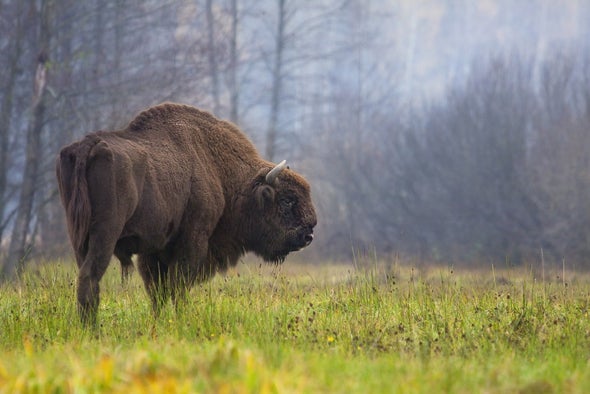 Arte rupestre y ADN antiguo desvelan el origen del bisonte europeo