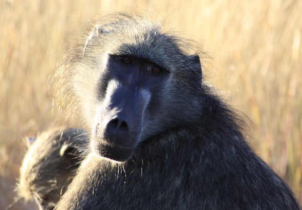 Los babuinos pueden hacer sonidos del habla parecidos a los de los humanos