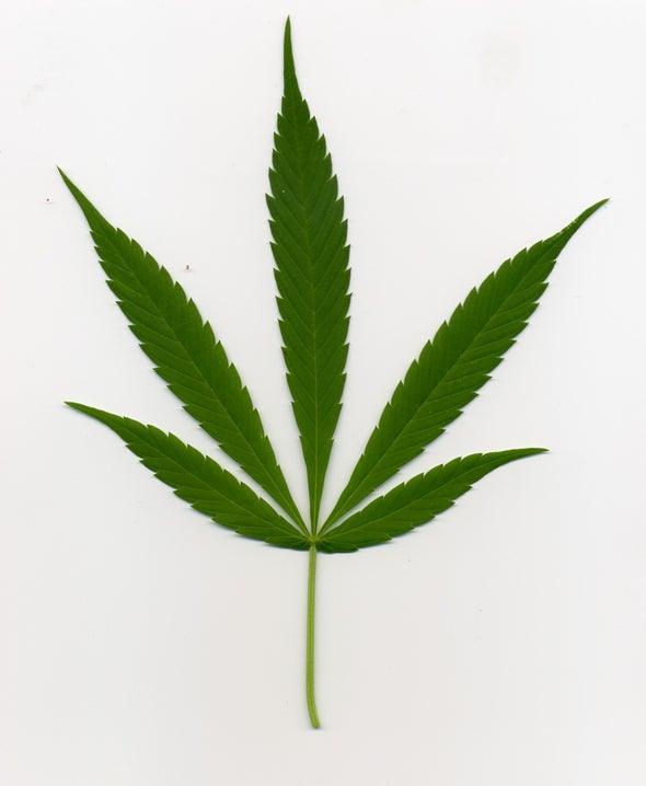 ¿Resulta el cannabis dañino para el cerebro?
