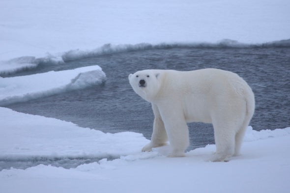 Osos polares son más vulnerables al cambio climático de lo creído