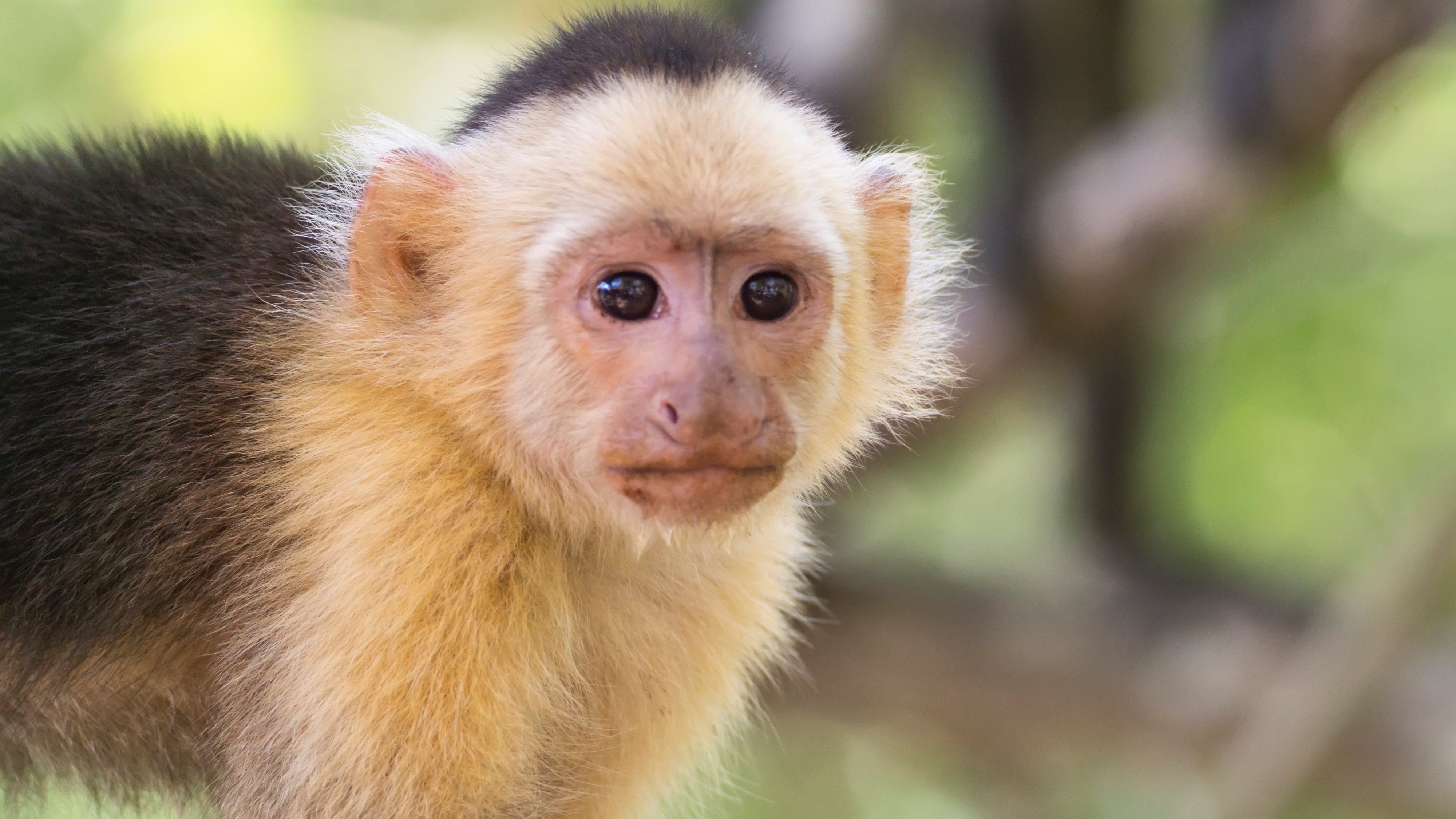 Blond Capuchin. Capuchin face. Mono photo.