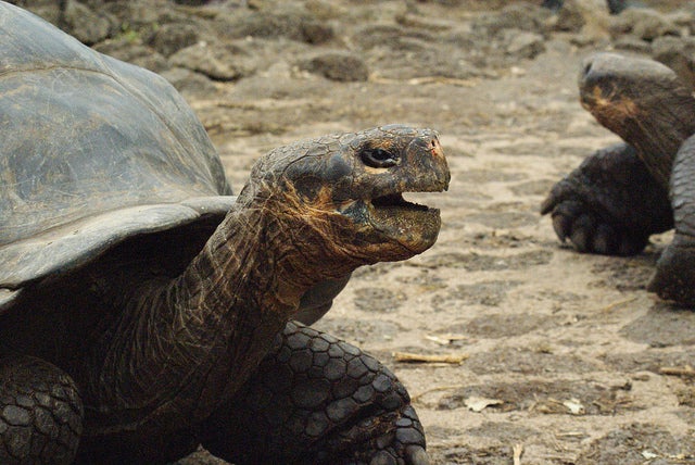 La estación científica Charles Darwin en las Galápagos está en