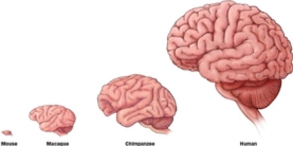 El cambios cerebro en microangiopáticos