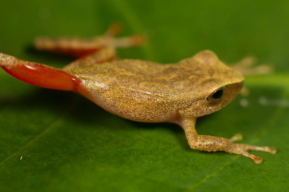 Descubren en Perú una rana "bella durmiente"