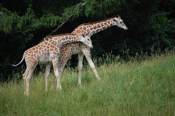 La "extinción silenciosa" de la jirafa finalmente logra algo de atención