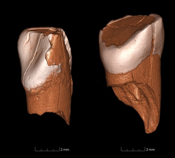 La superioridad tecnológica de los humanos modernos llevó a la extinción de los neandertales