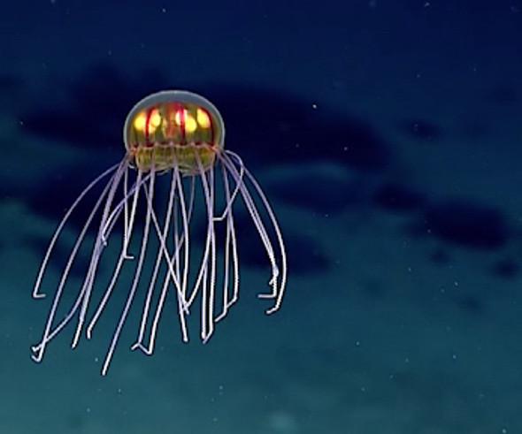 Descubren una medusa tan surrealista que parece irreal