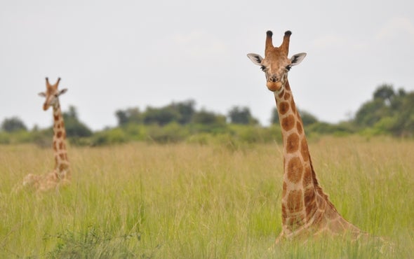 No hay una, sino cuatro especies de jirafas africanas