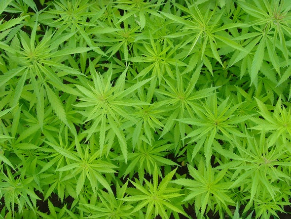 ¿Por qué la marihuana da hambre?