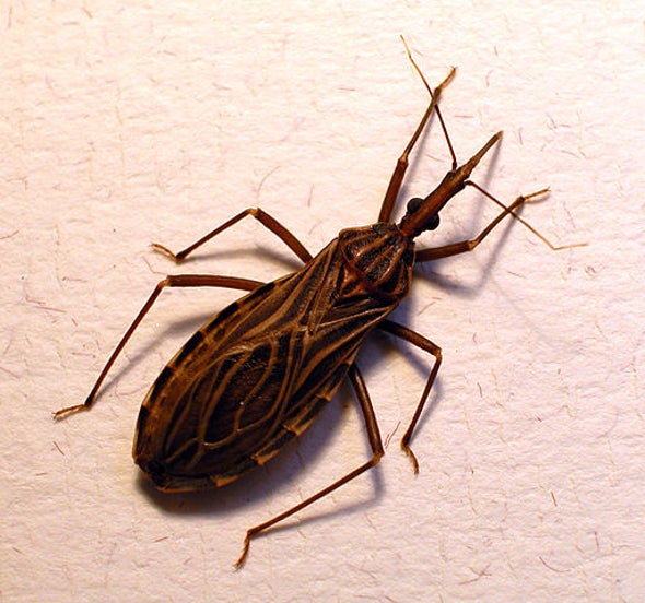 que es el mal de chagas tratamiento