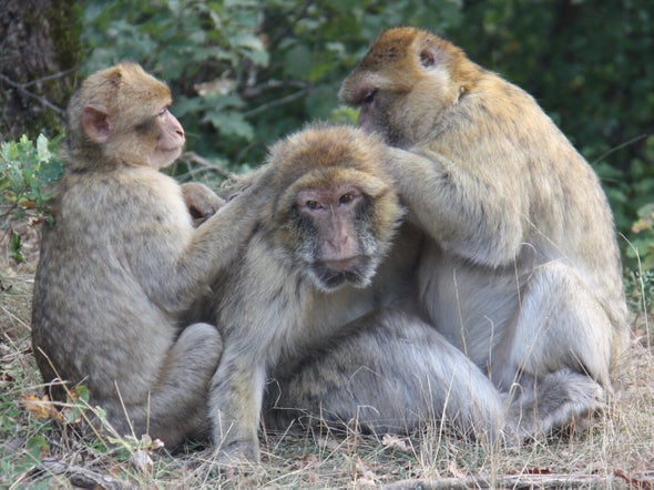 Los monos reducen su círculo de amigos cuando envejecen