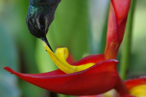 Esta heliconia se deja polinizar solo por cierto tipo de colibrí