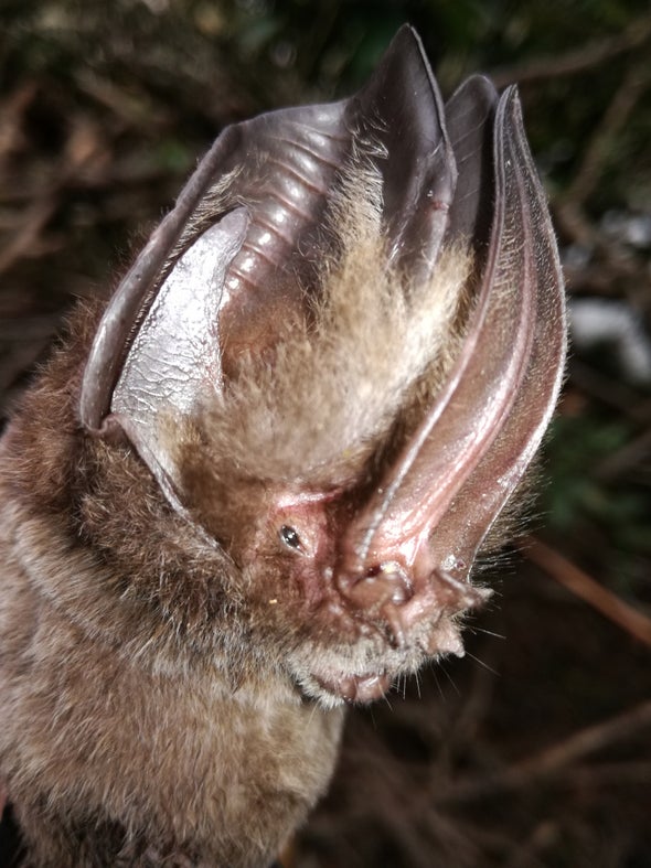 Identifican en Colombia nueva especie de murciélago con enormes orejas y nariz