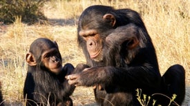 ¿Por qué los chimpancés son más fuertes que los seres humanos?