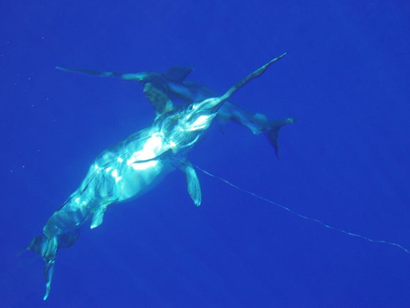 Amores oceánicos: los peces espadas cortejan a sus hembras