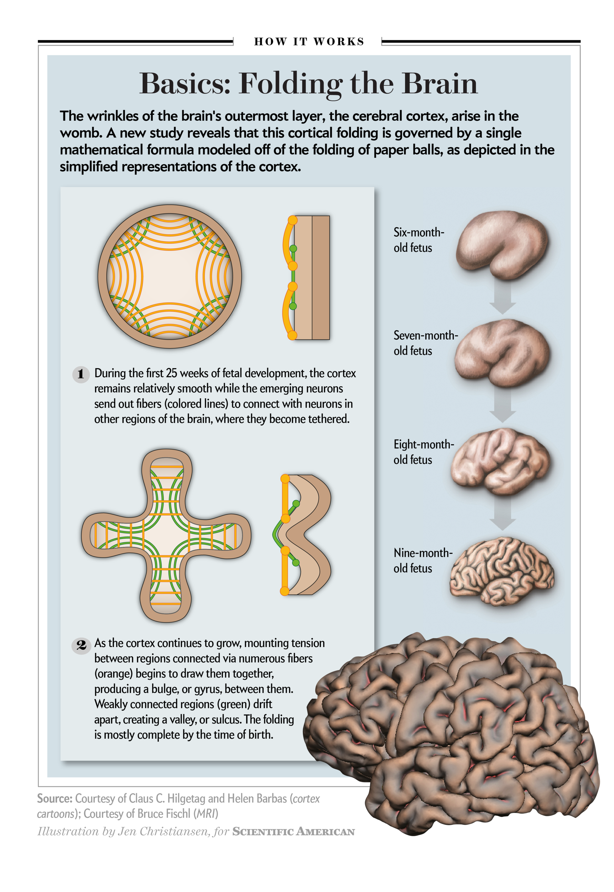 Developing Brains Fold Like Crumpled Paper to Get Their