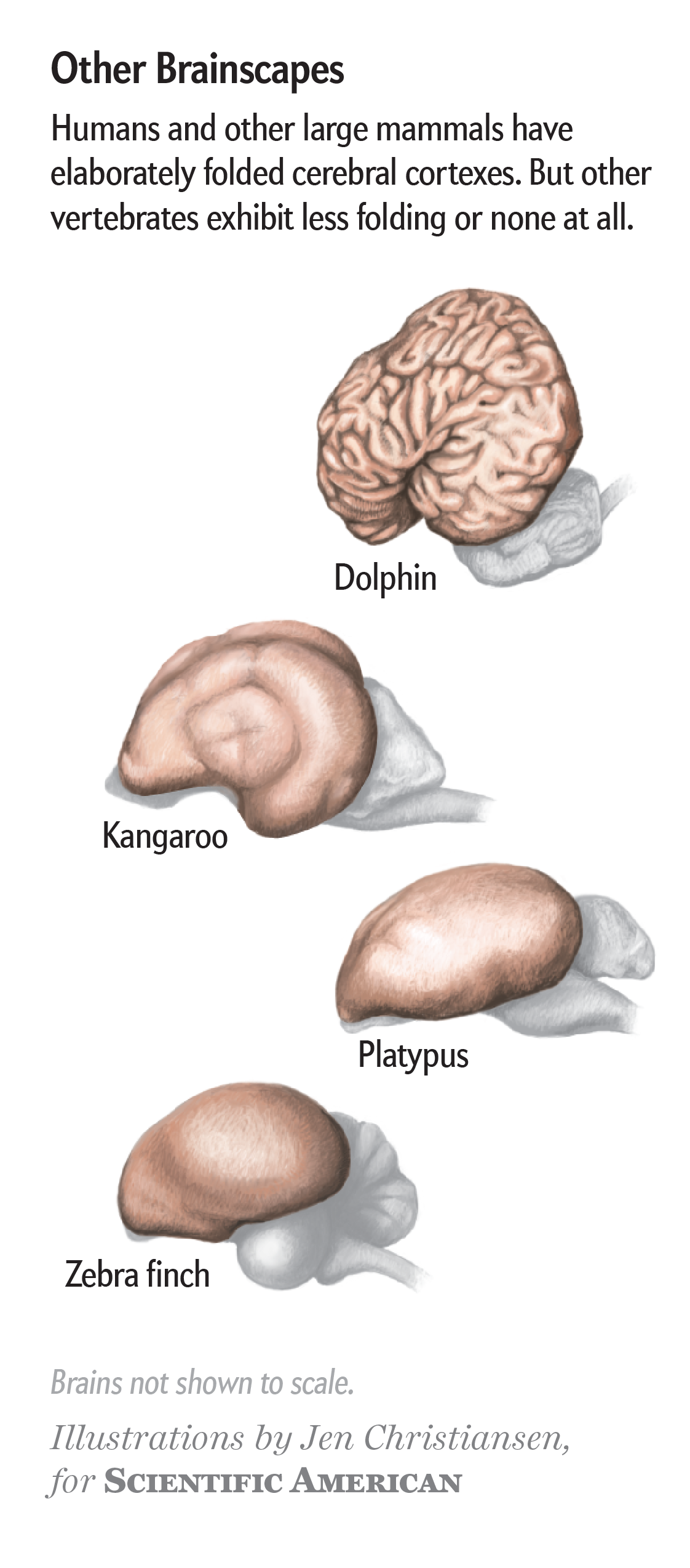 Developing Brains Fold Like Crumpled Paper to Get Their