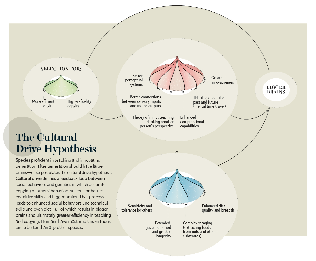 What Made Us Unique  Scientific American