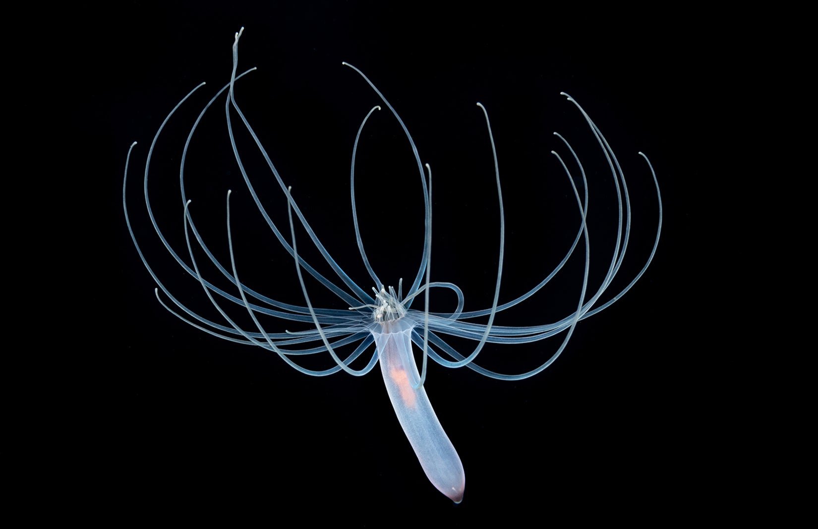 See the Mysterious Sea Creatures That Only Come Up at Night - Scientific  American