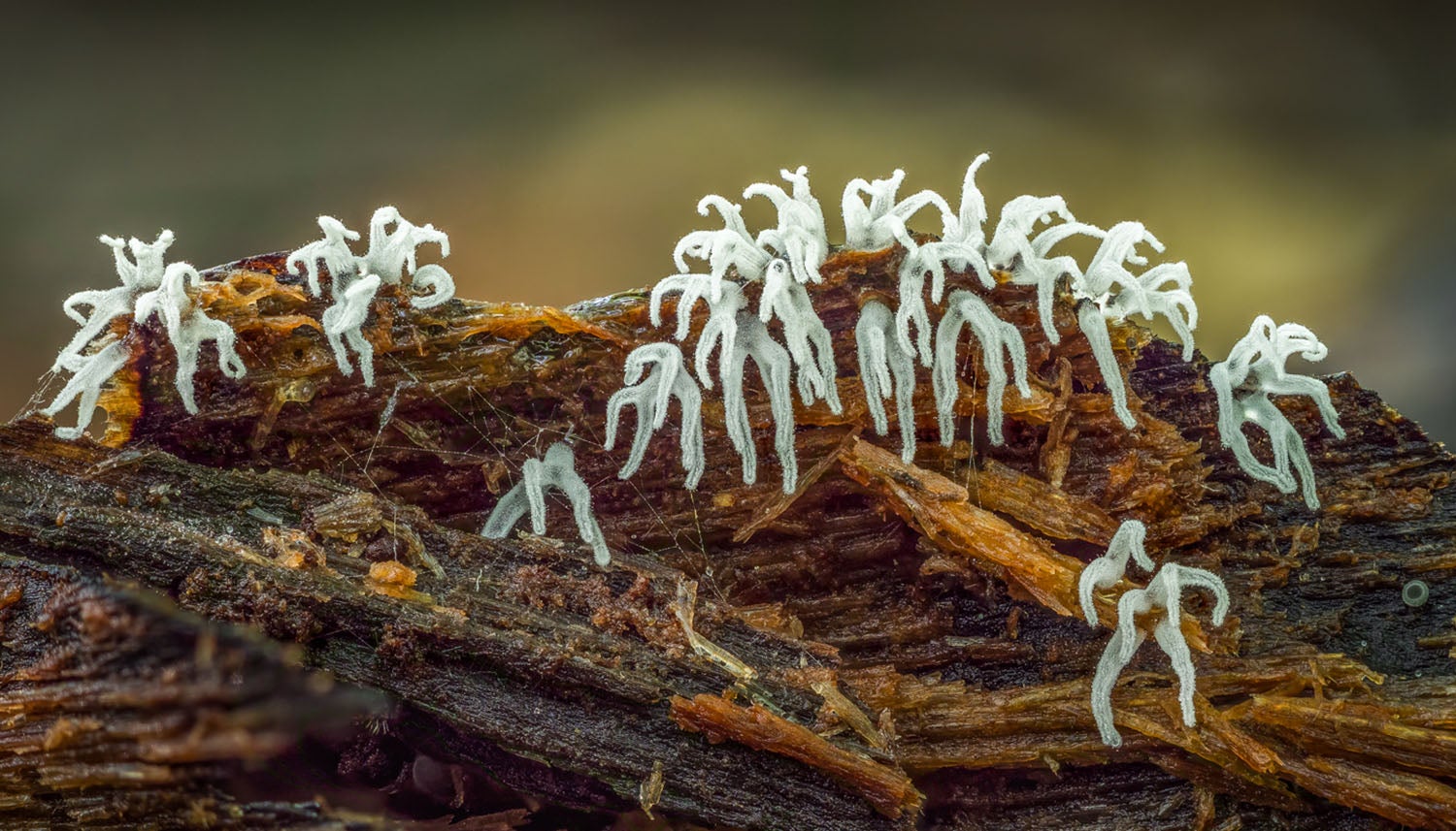 The Fungi World (119) : White Slime Mold photo & image