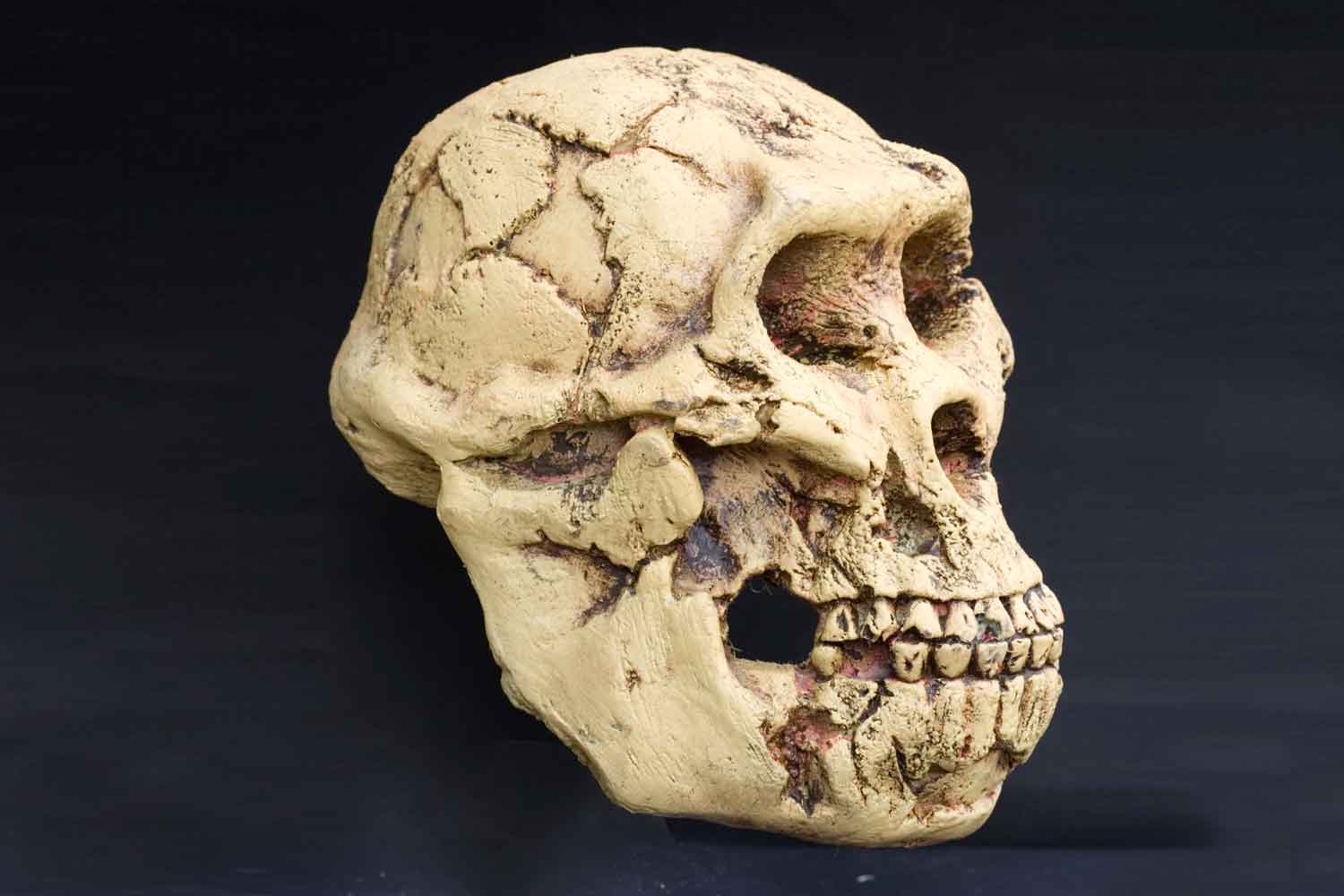 Australopithecus Afarensis