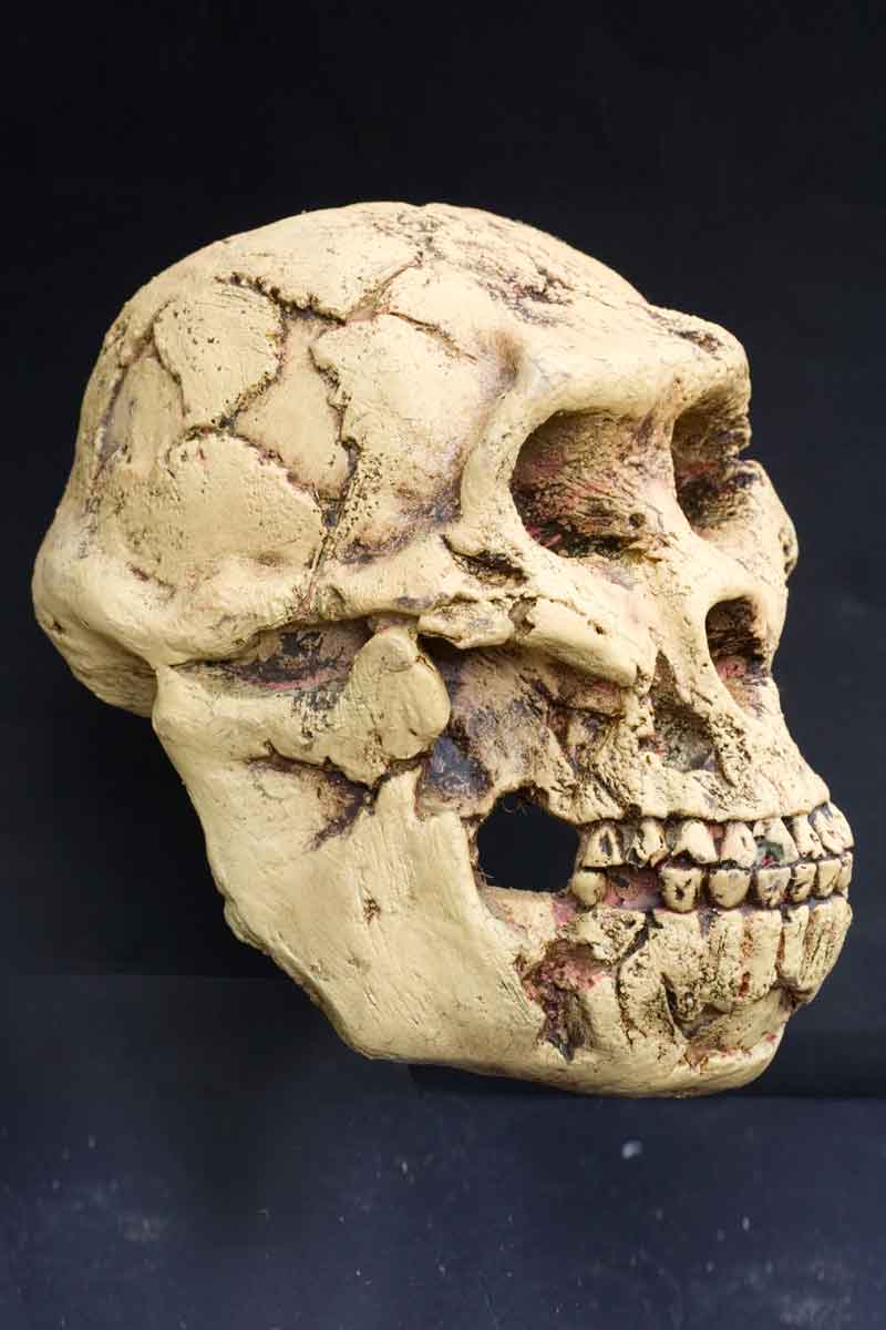 Australopithecus Afarensis