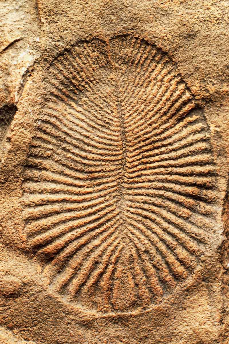 Dickinsonia costata fossil