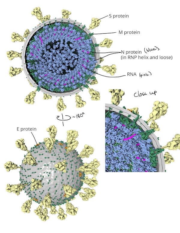 virus cell model