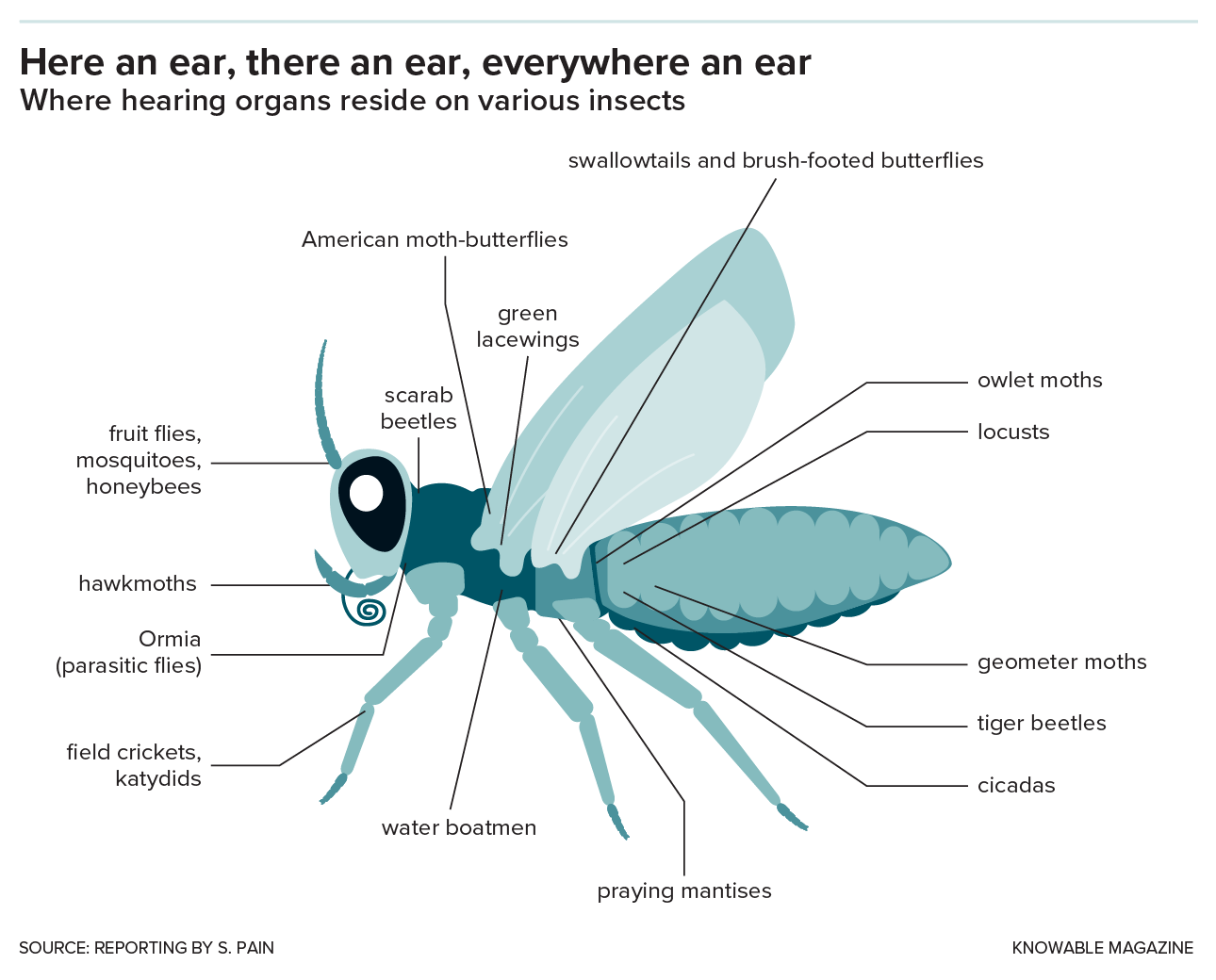 The Bugs Ear Kentucky at Esther Cunningham blog