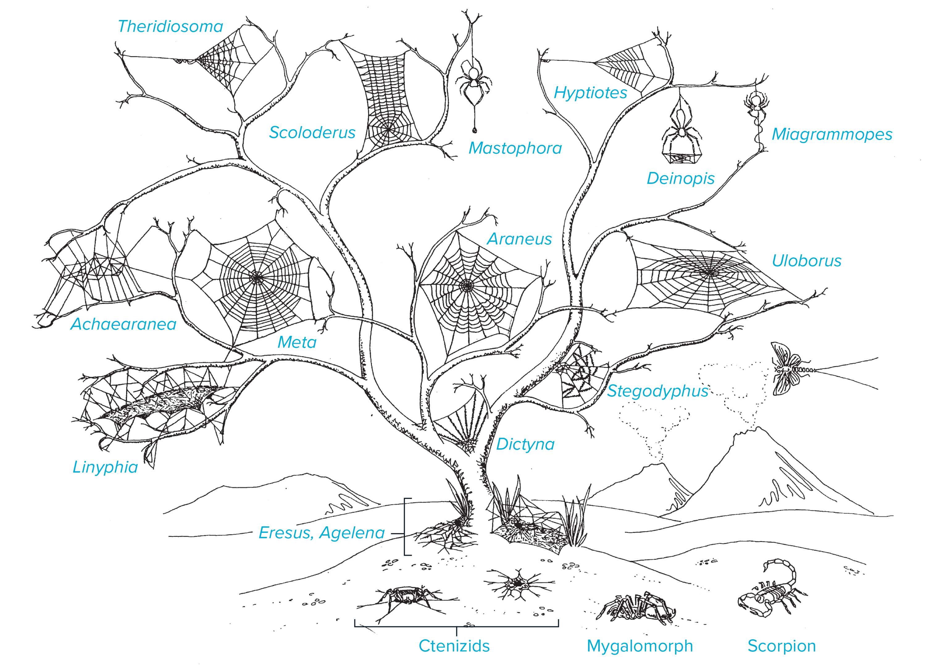 sticky-science-the-evolution-of-spider-webs-scientific-american