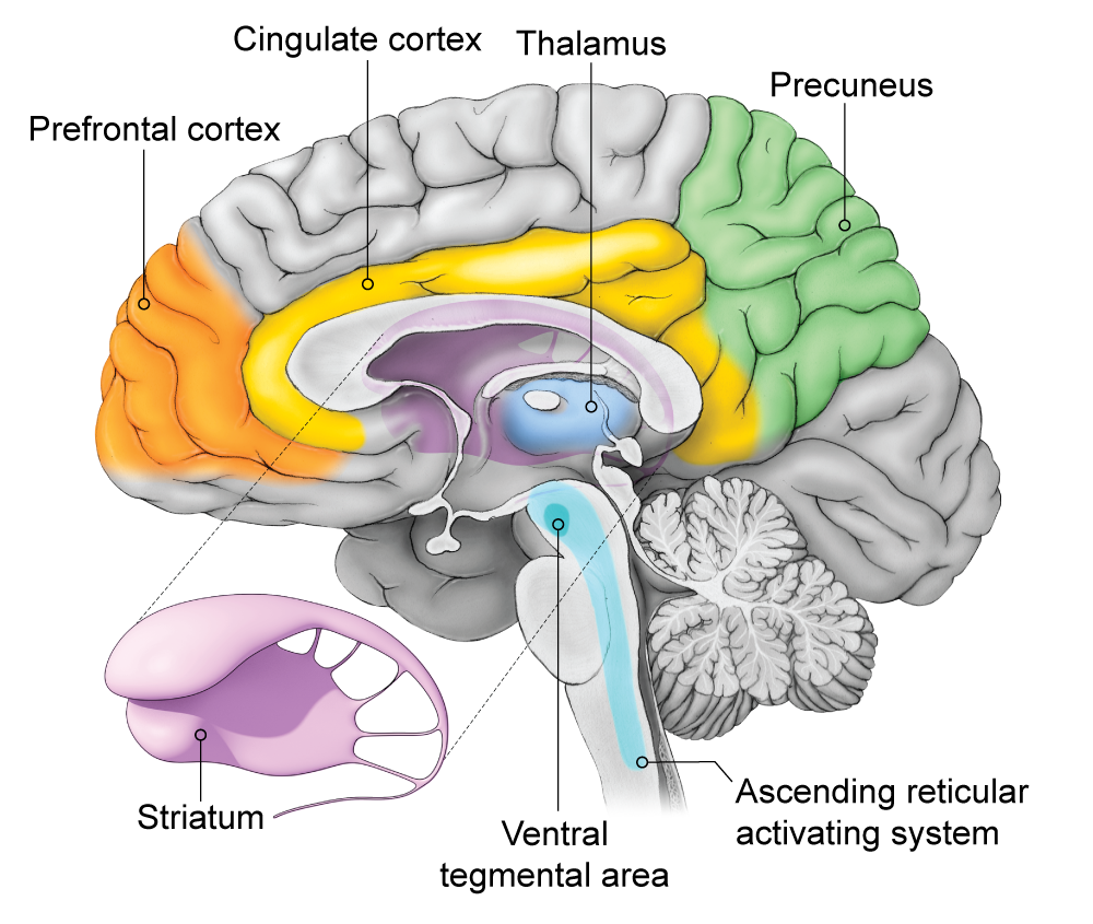 The Brain S Autopilot Mechanism Steers Consciousness Scientific American