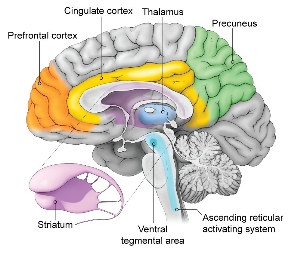 Why does the mind arise from our brain?