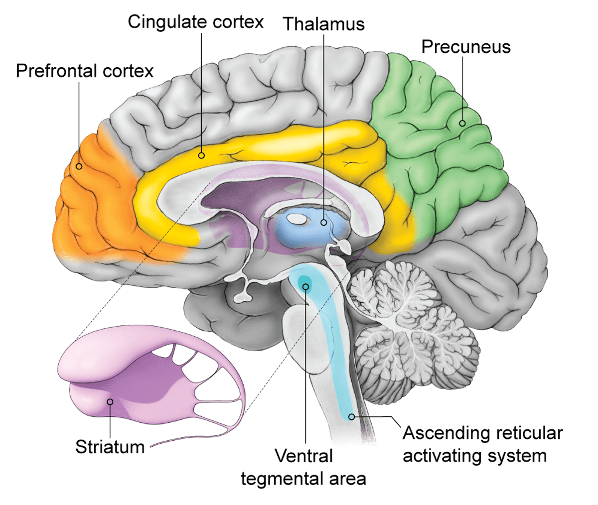 The Brain's Autopilot Mechanism Steers Consciousness | Scientific American
