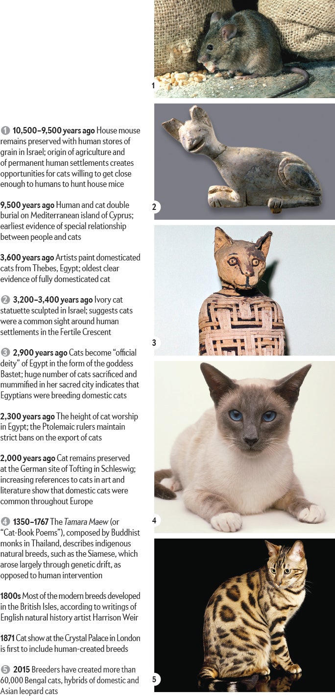 The Natural History of Domestic Cats