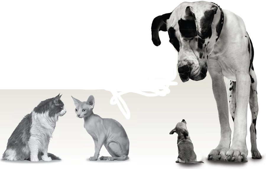 Cat, Breeds, Origins, History, Body Types, Senses, Behavior, & Heredity