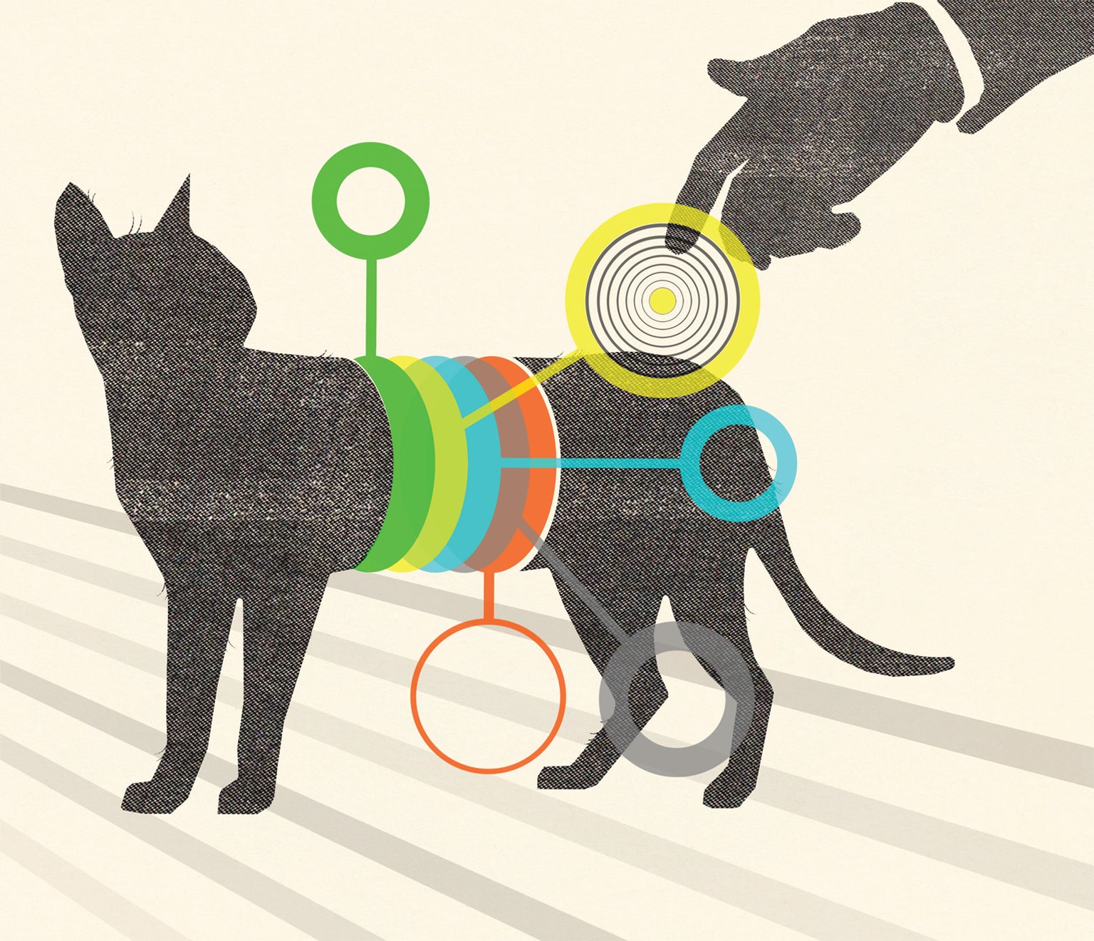 Why do cats purr?  Scientific American