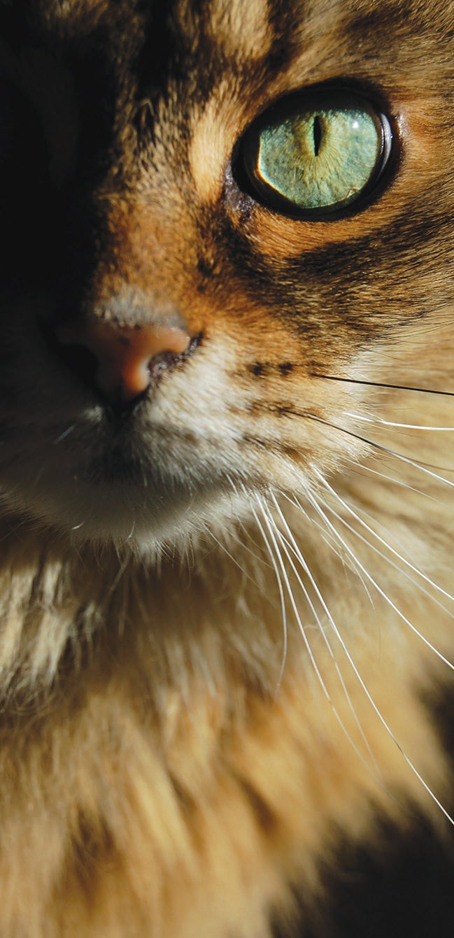 Public health warning as cat parasite spreads to Arctic beluga