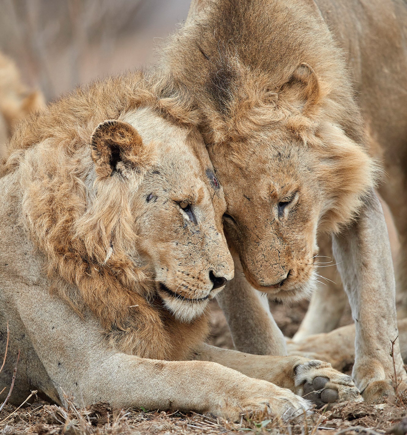 Evidence Implies That Animals Feel Empathy | Scientific American