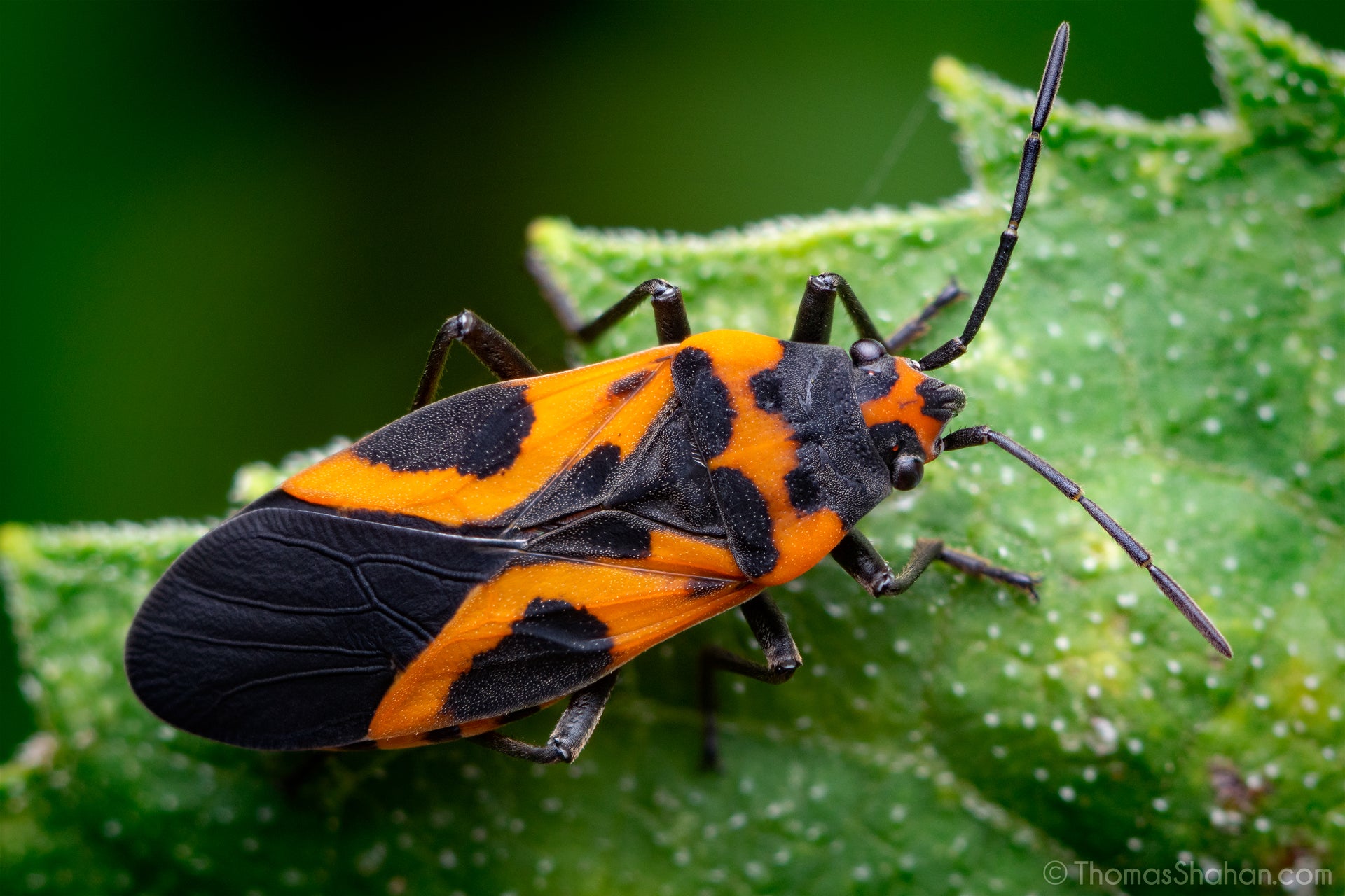 Arsenic-munching caterpillars may ingest poison to prevent being