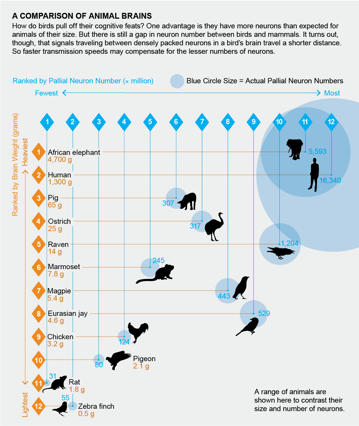 Chart plots brain weight versus pallial neuron number for 12 animals: Birds have more neurons than expected for animals of their size.