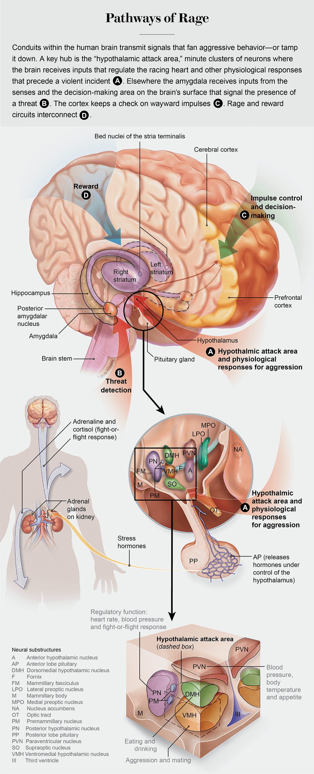 The Roots of Human Aggression | Scientific American