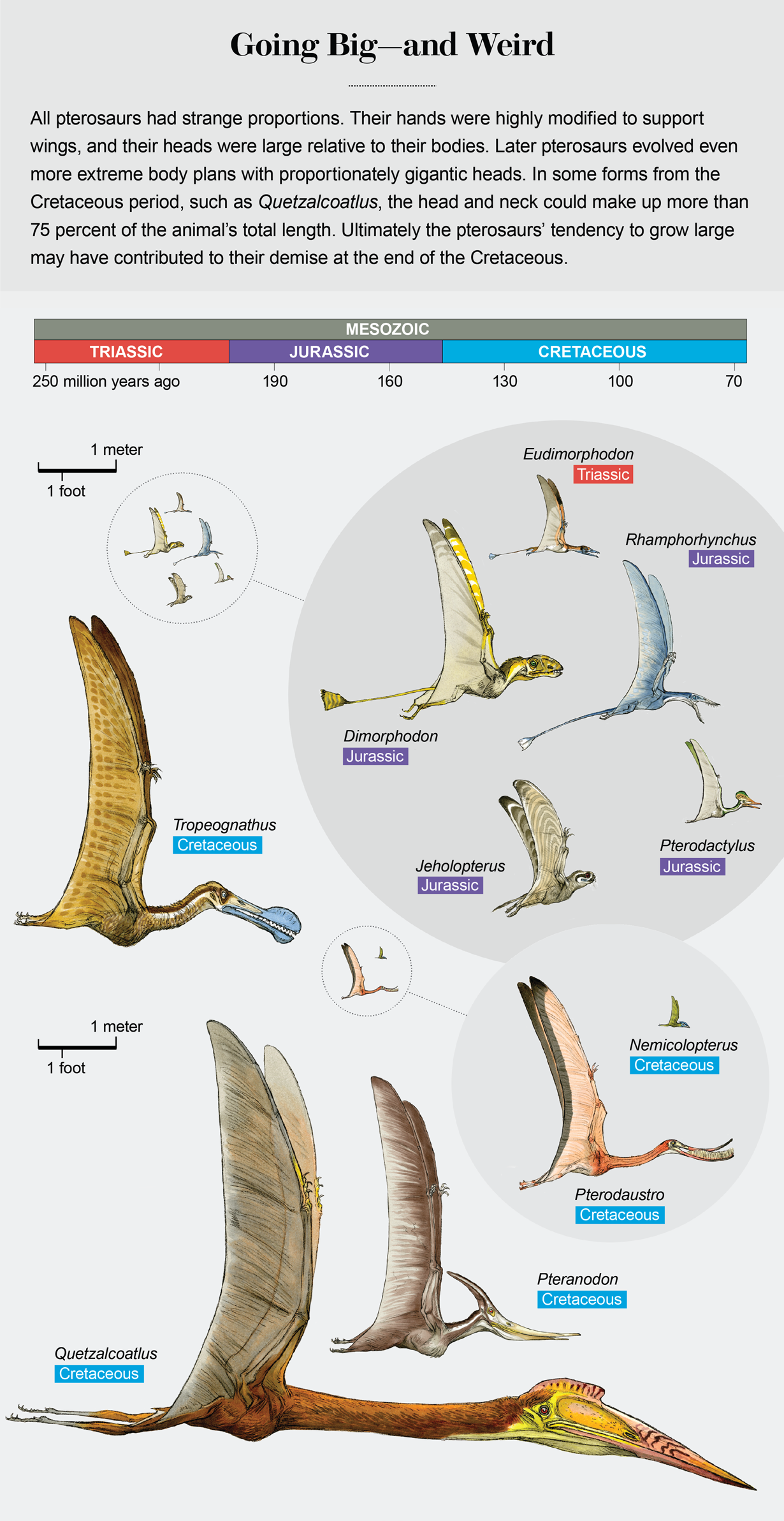 PTEROSAURS . size comparison and data. Flying reptiles