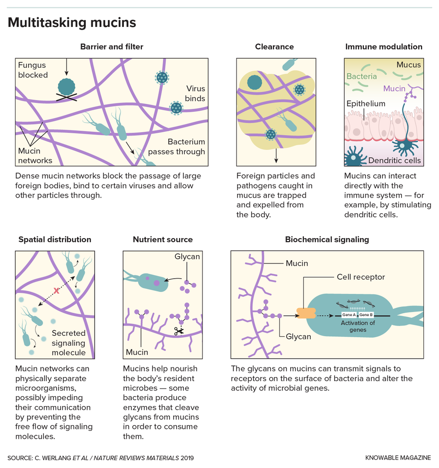 Mucus: The Body's Unsung Hero | Scientific American