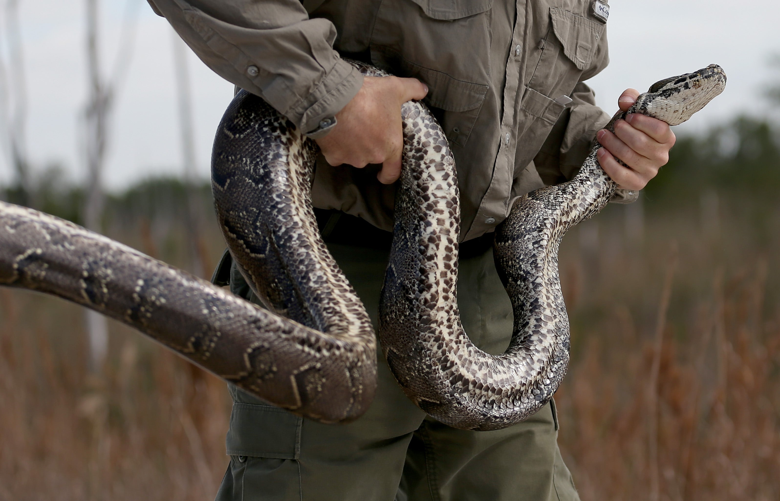 Thick snake. Питон Пабло. Большая змея. Крупные змеи.