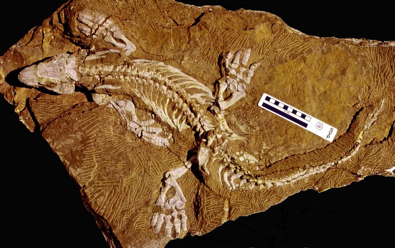 RoboFossil Reveals Locomotion of Beast from Deep Time | Scientific American